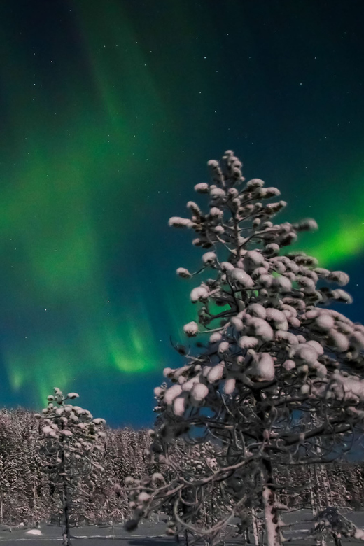 Saariselkä: Northern Lights Hunting Snowshoe Trip - Who should book this snowshoe outing?