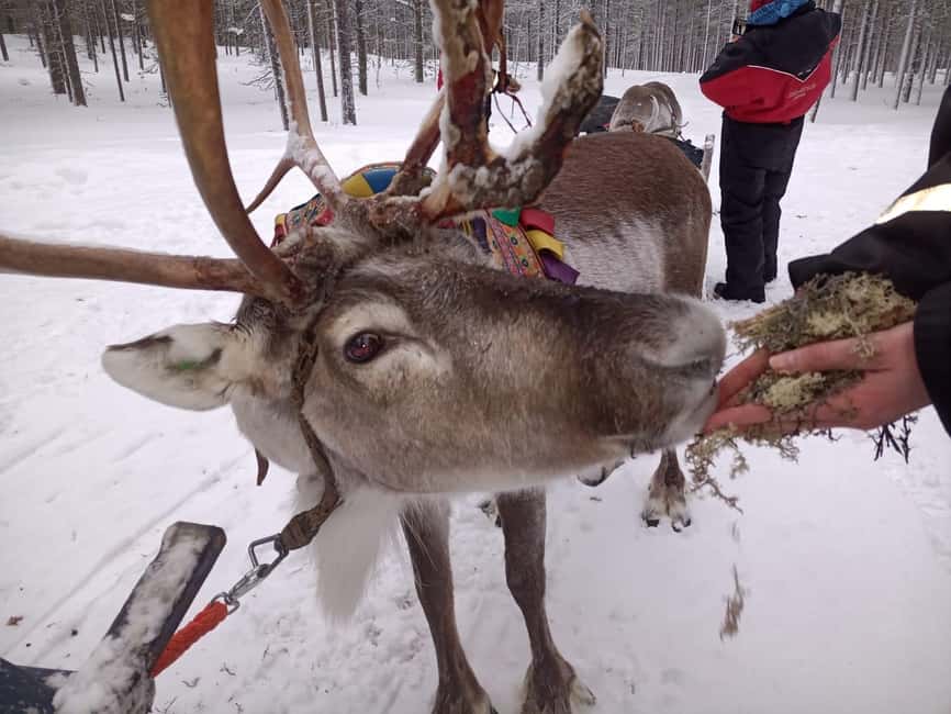 Saariselkä: Northern Lights & Reindeer Sledding Tour - The sleigh ride through the dark forest