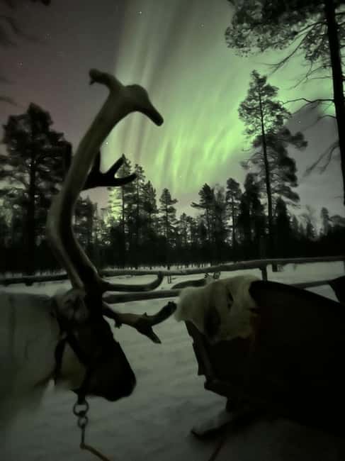 Saariselkä: Northern Lights & Reindeer Sledding Tour - A campfire, hot drink, and stories in the woods