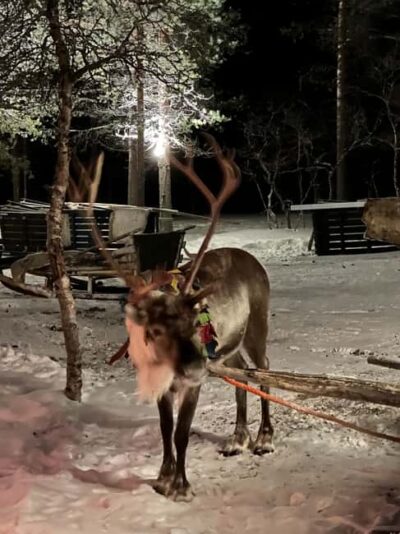 Saariselkä: Northern Lights & Reindeer Sledding Tour