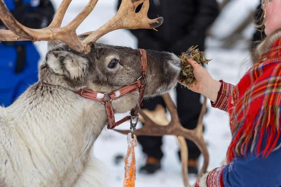 Sami Culture, Northern Lights & Reindeer Visit at Camp Tamok - Who will enjoy this evening most