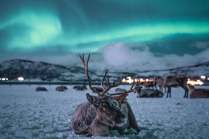 Sami Reindeer Camp Visit and Aurora Wonder Night - From Tromsø harbor to the Arctic Cathedral