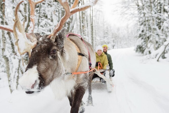 Santa's Reindeer & Husky Safari + Aurora BBQ in Rovaniemi - What the full day really looks like