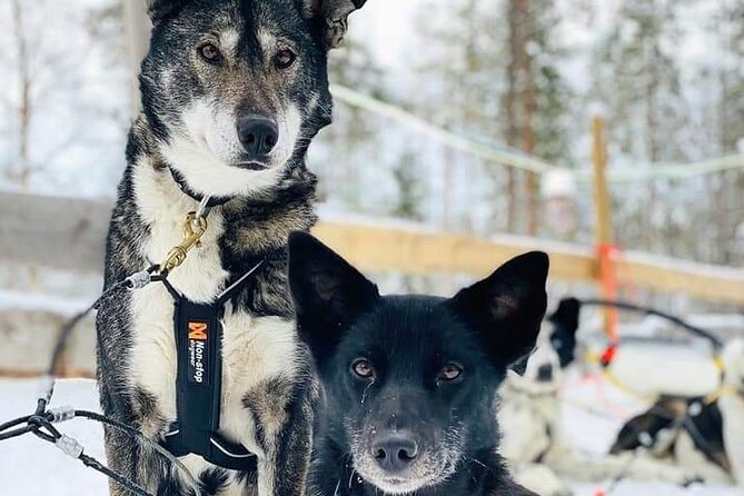 Santa's Reindeer & Husky Safari + Aurora BBQ in Rovaniemi - The long afternoon gap needs planning