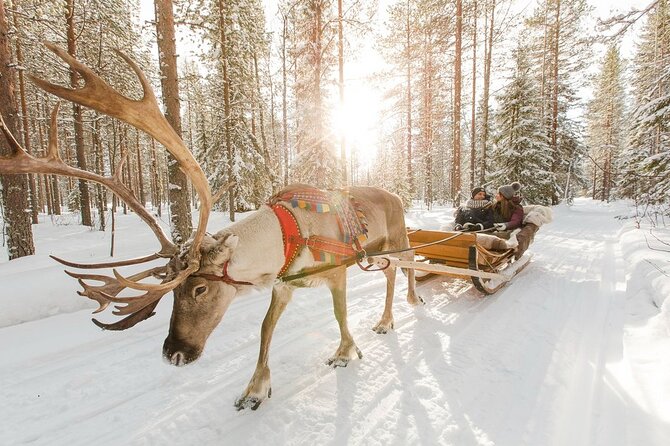 Santa's Reindeer & Husky Safari + Aurora BBQ in Rovaniemi - The evening aurora hunt depends on nature