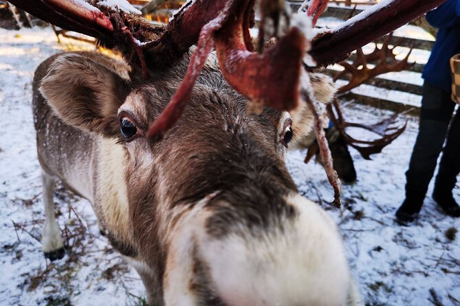 Santa's Reindeer & Husky Safari + Aurora BBQ in Rovaniemi - Is $289.04 good value?