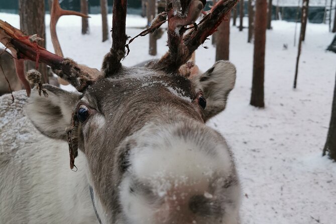 Santa's Reindeer & Husky Safari + Aurora BBQ in Rovaniemi - The morning starts with huskies and a fast ride