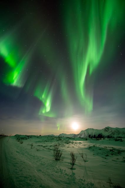 Svolvær: Ultimate Aurora Hunt - Professional photos, with a little patience required