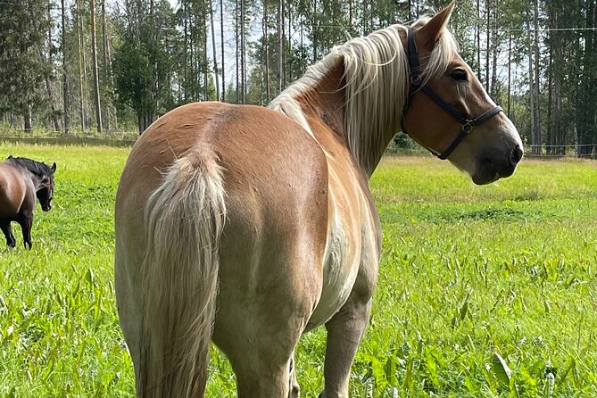 Tour to Aurora Horses Farm with Charming Finnhorses - The Ten-Minute Lead-Rope Ride