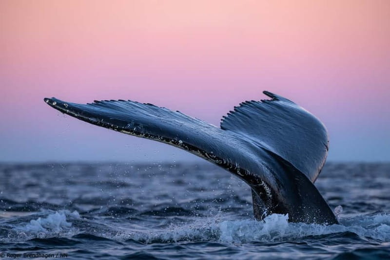 Tromsø: 24hr Northern Lights & Whale Watching Cruise - The five details that shape the experience