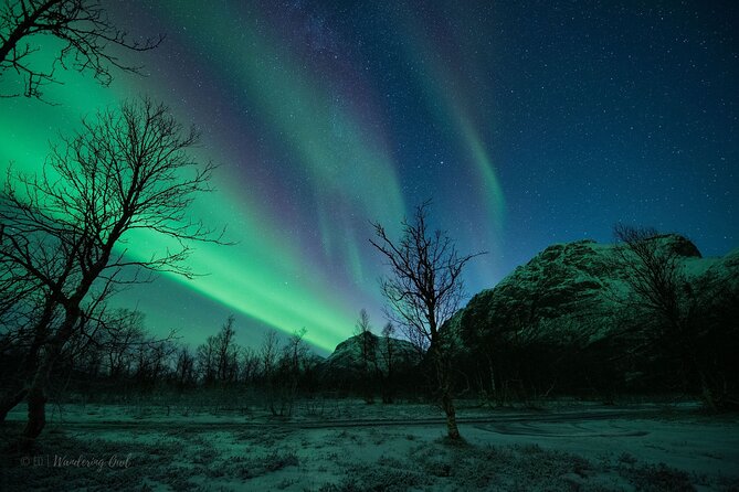 Tromsø: Express Aurora Hunt with Wandering Owl - Is $129.23 a fair price?