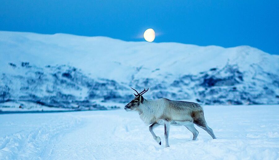 Tromsø: Reindeer Camp Dinner with Chance of Northern Lights - Practical preparation for a comfortable night