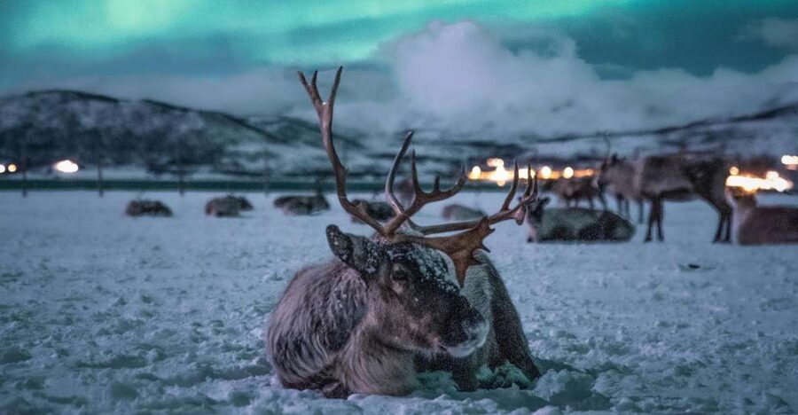 Tromsø: Reindeer Sled, Dinner, and Chance of Northern Lights - The sled ride is atmospheric, but not a long expedition