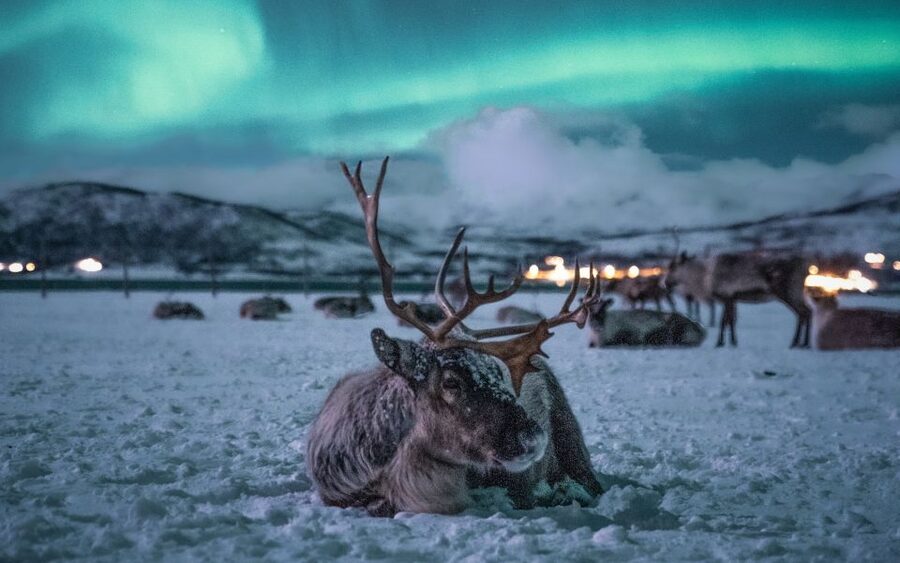 Tromsø: Reindeer Sled, Dinner, and Chance of Northern Lights - Feeding the reindeer is the star attraction