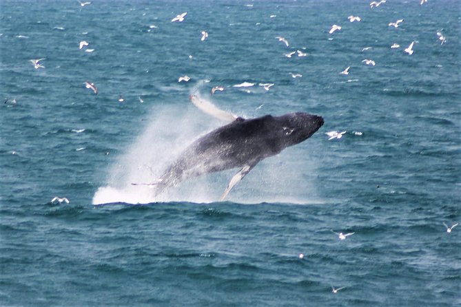 Whale Watching and Northern Lights Half-Day Combo Tour - Heated cabins and motion-sickness help