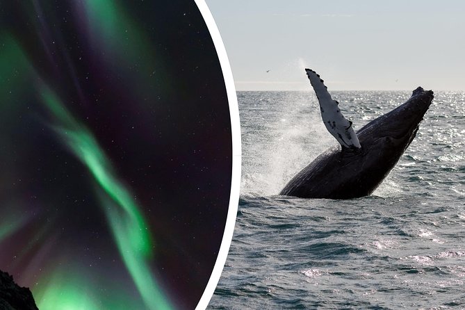 Whale Watching and Northern Lights Half-Day Combo Tour - The break between trips is part of the plan