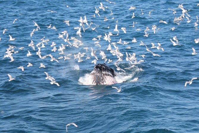 Whale Watching and Northern Lights Half-Day Combo Tour - Searching for the Northern Lights from the water