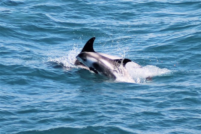 Whale Watching and Northern Lights Half-Day Combo Tour - Who will enjoy this combo most?