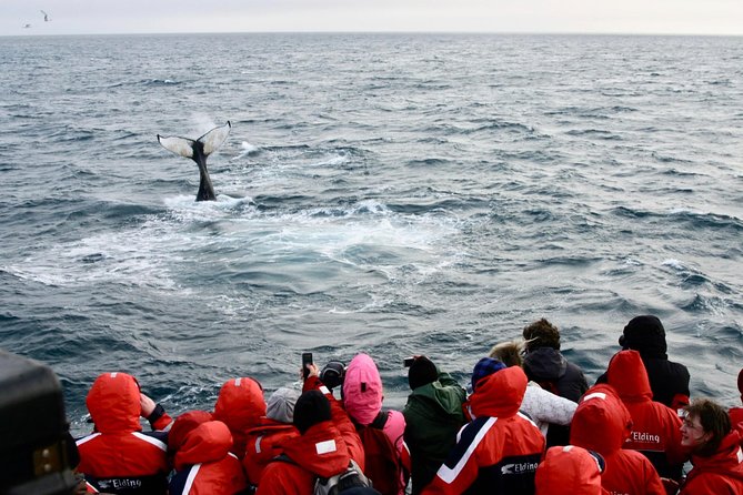 Winter Whale Watching and Northern Lights Cruise from Reykjavik - What the wildlife exhibition and commentary add