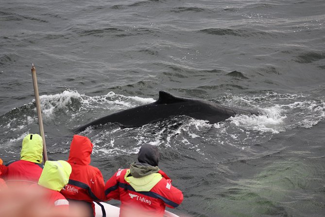 Winter Whale Watching and Northern Lights Cruise from Reykjavik - Who should book this Reykjavik experience?