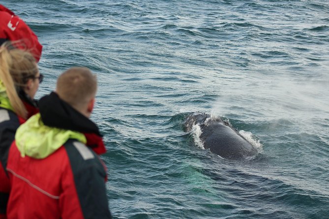 Winter Whale Watching and Northern Lights Cruise from Reykjavik - My verdict on the whale and aurora combo