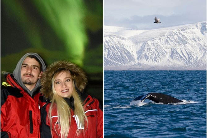 Winter Whale Watching and Northern Lights Cruise from Reykjavik - Beginning at Ægisgarður harbor
